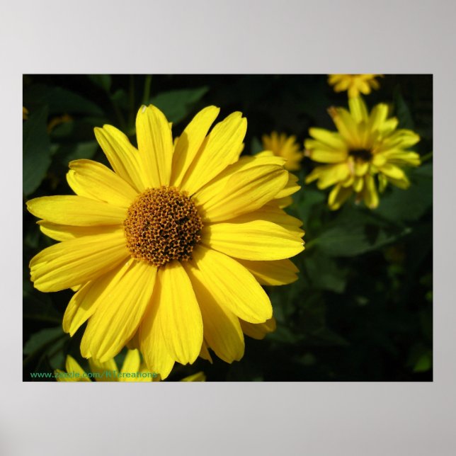 Yellow Daisies Poster (Vorne)