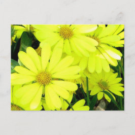Yellow Daisies Postkarte