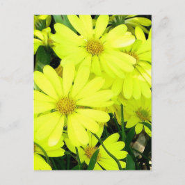 Yellow Daisies Postkarte