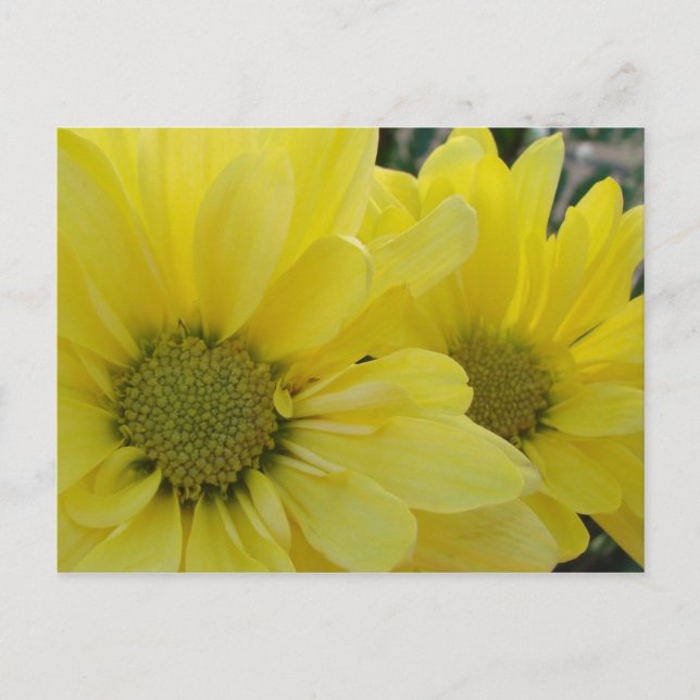 Yellow Daisies Postkarte (Vorderseite)