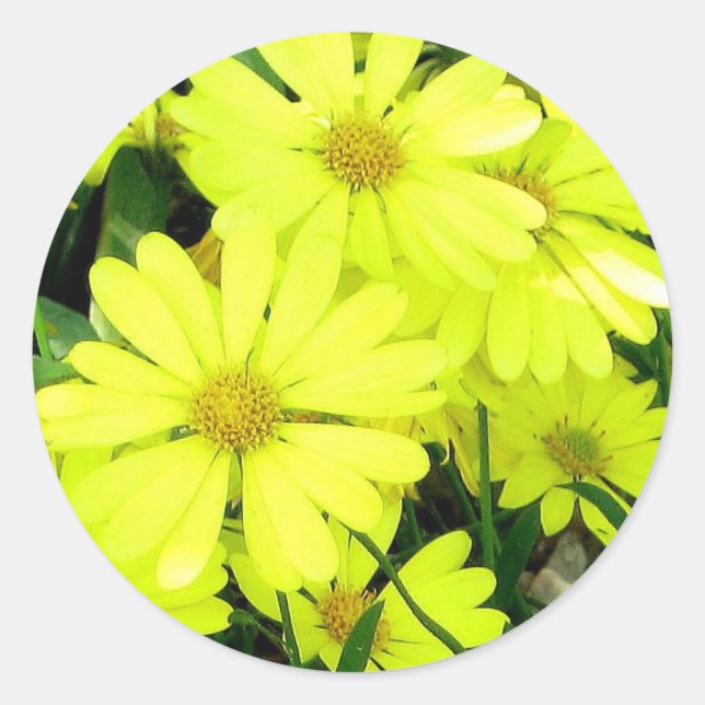 Yellow Daisies Runder Aufkleber (Vorderseite)