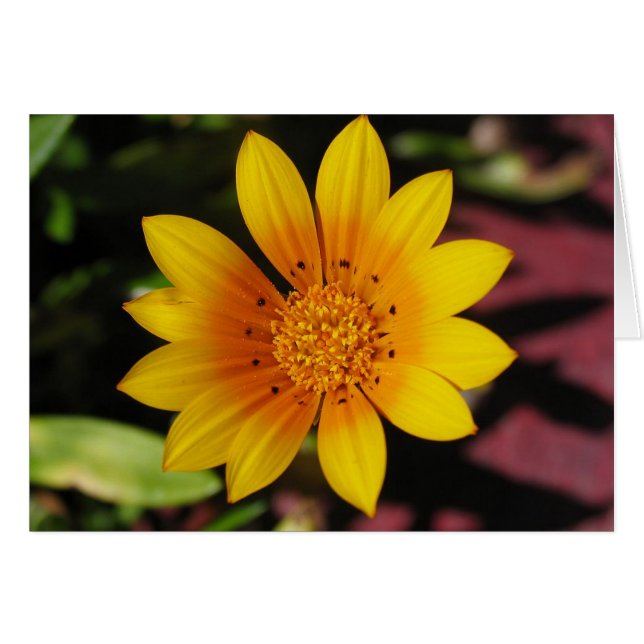 Yellow Daisy (Vorderseite (Horizontal))