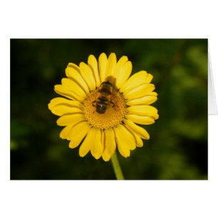 Yellow Daisy and Bee