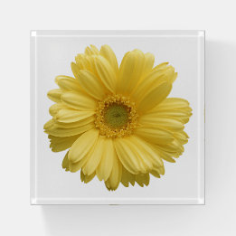 Yellow Daisy Blume Paperweight Briefbeschwerer
