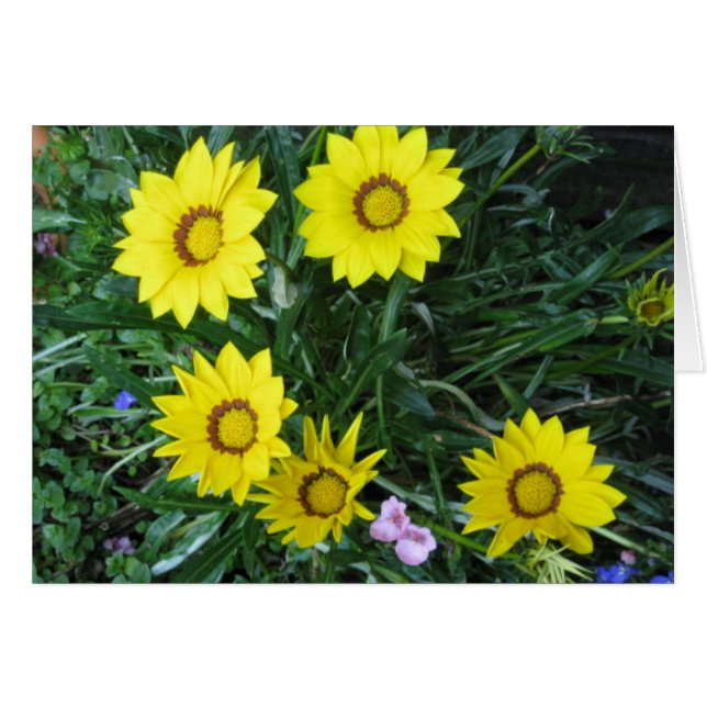 Yellow Daisy Card (Vorderseite (Horizontal))
