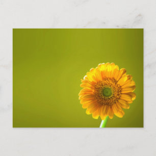 Yellow Daisy Gerbera Blume Postkarte