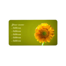 Yellow Daisy Gerbra Blume Wedding
