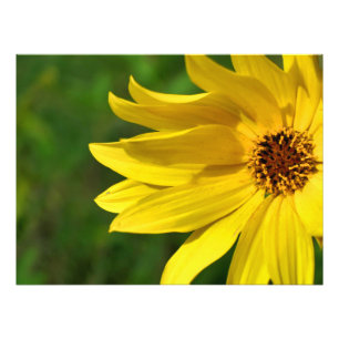 Yellow Daisy Helenium Fotodruck