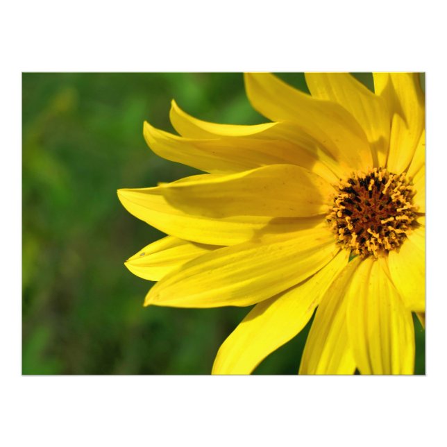 Yellow Daisy Helenium Fotodruck (Vorne)