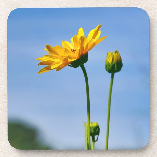 Yellow Daisy Helenium Getränkeuntersetzer (Vorderseite)