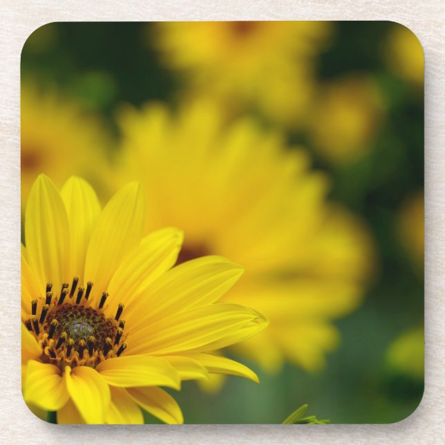 Yellow Daisy Helenium Getränkeuntersetzer (Vorderseite)