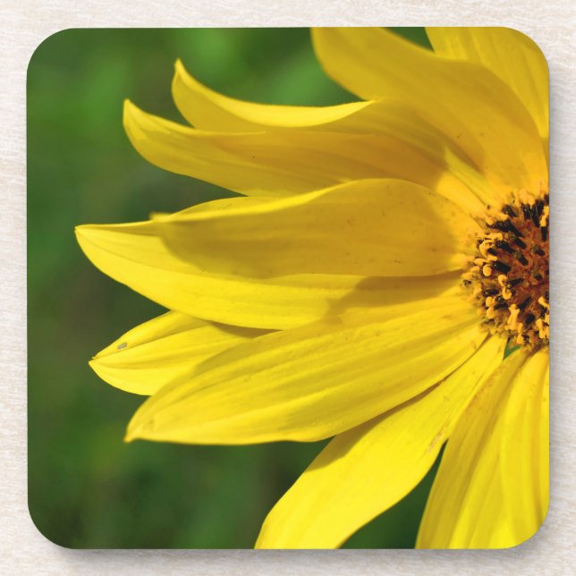 Yellow Daisy Helenium Getränkeuntersetzer (Vorderseite)