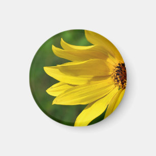 Yellow Daisy Helenium Magnet