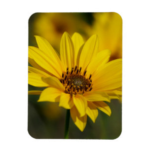 Yellow Daisy Helenium Magnet