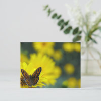 Yellow Daisy Helenium