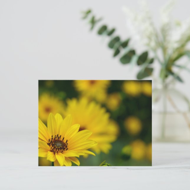 Yellow Daisy Helenium Postkarte (Stehend Vorderseite)