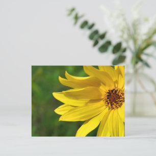 Yellow Daisy Helenium Postkarte