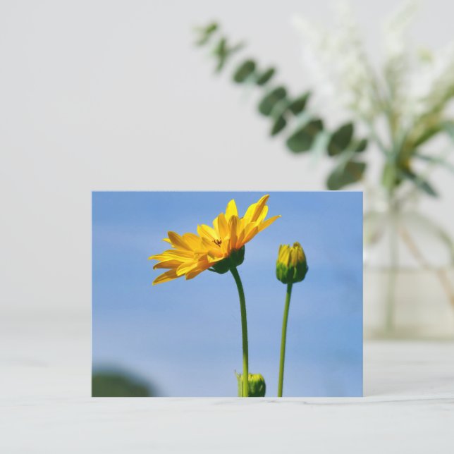 Yellow Daisy Helenium Postkarte (Stehend Vorderseite)