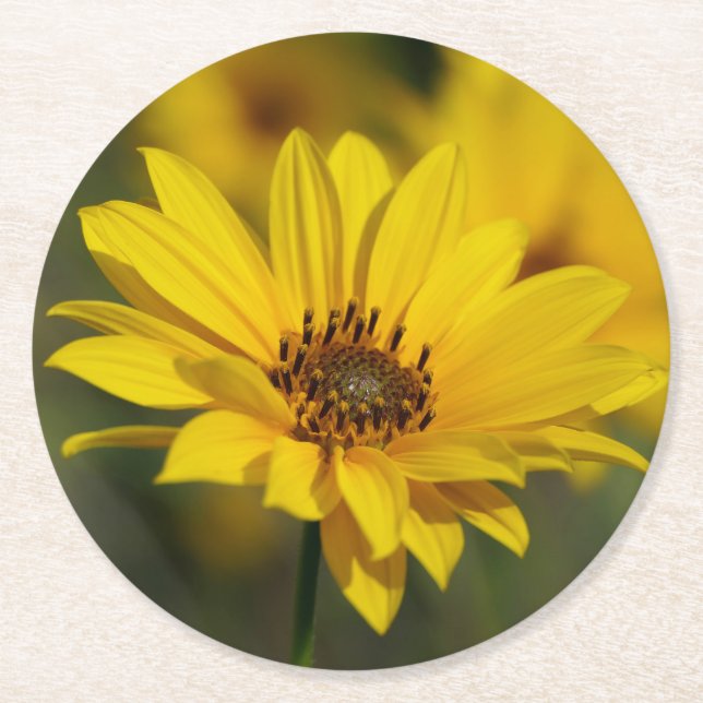 Yellow Daisy Helenium Runder Pappuntersetzer (Vorderseite)