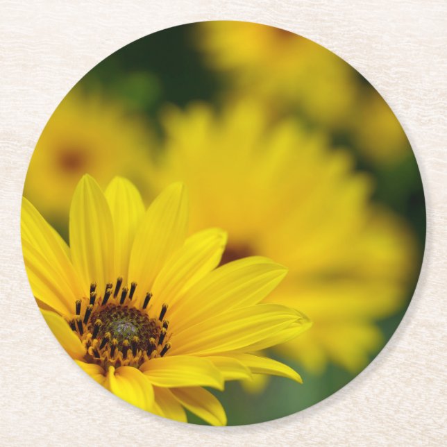 Yellow Daisy Helenium Runder Pappuntersetzer (Vorderseite)