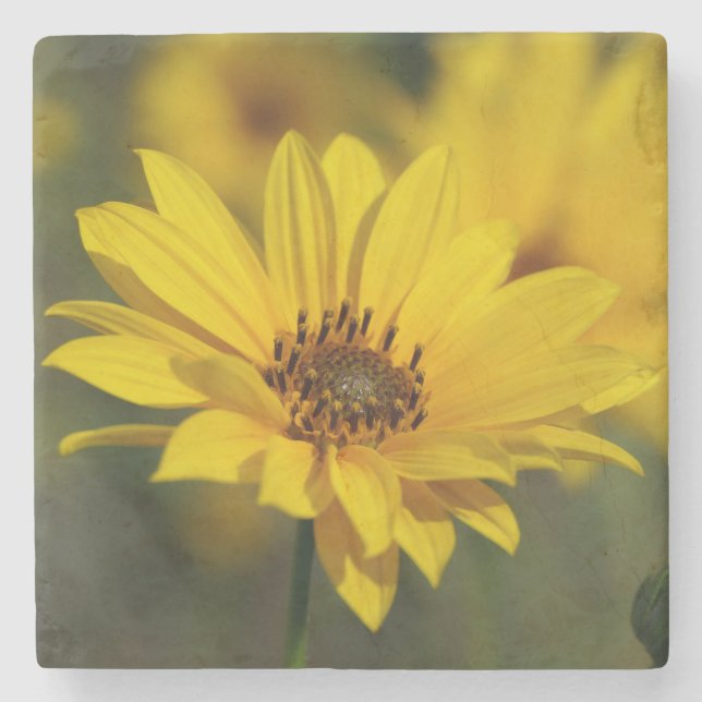 Yellow Daisy Helenium Steinuntersetzer (Vorderseite)