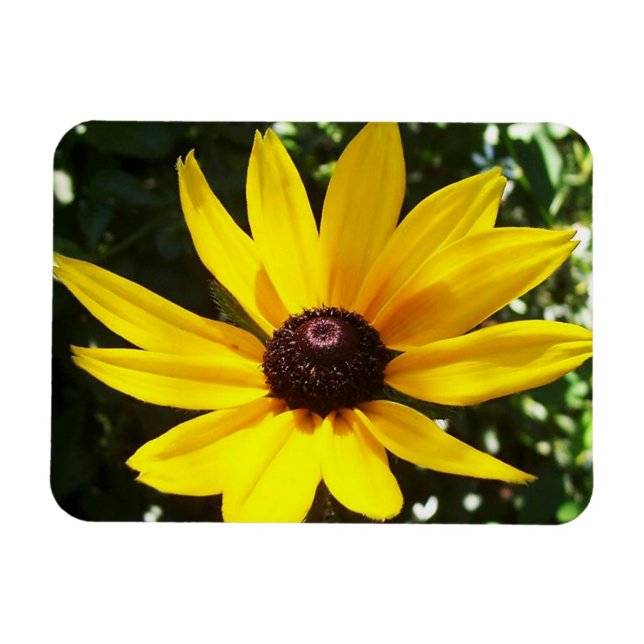Yellow Daisy Magnet (Horizontal)