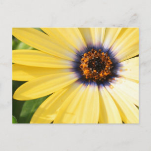 Yellow Daisy Postkarte