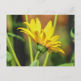 Yellow Daisy Postkarte