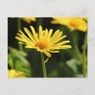 Yellow Daisy Postkarte