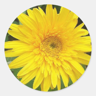 Yellow Daisy Runder Aufkleber