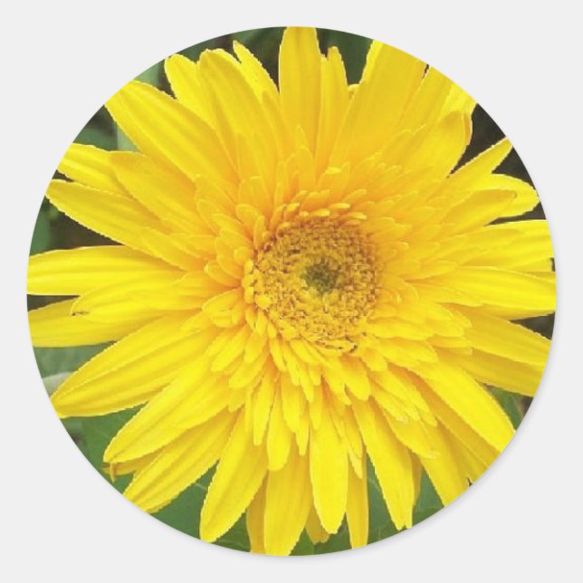 Yellow Daisy Runder Aufkleber (Vorderseite)