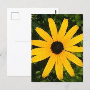 Yellow Daisy Wildblume Fotografie Postkarte