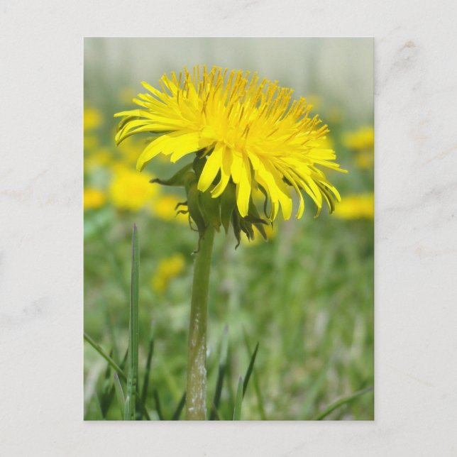 Yellow Dandelion Postkarte (Vorderseite)