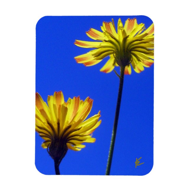 Yellow Dandelions Against Blue Sky Playful Nature Magnet (Vertikal)
