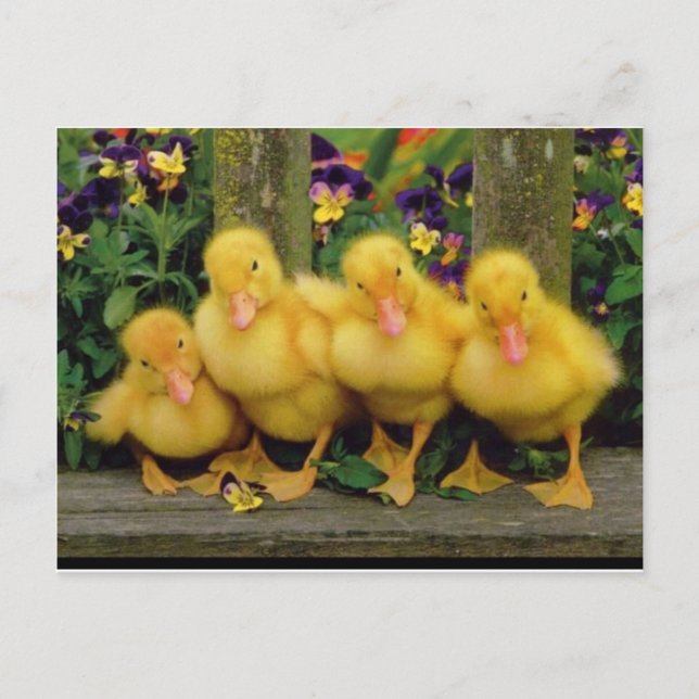 Yellow Duck Dancers Postkarte (Vorderseite)