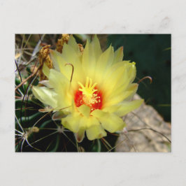 Yellow fishhook cactus flower postkarte
