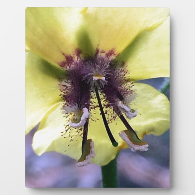 Yellow Flower 3 Fotoplatte (Vorderseite)
