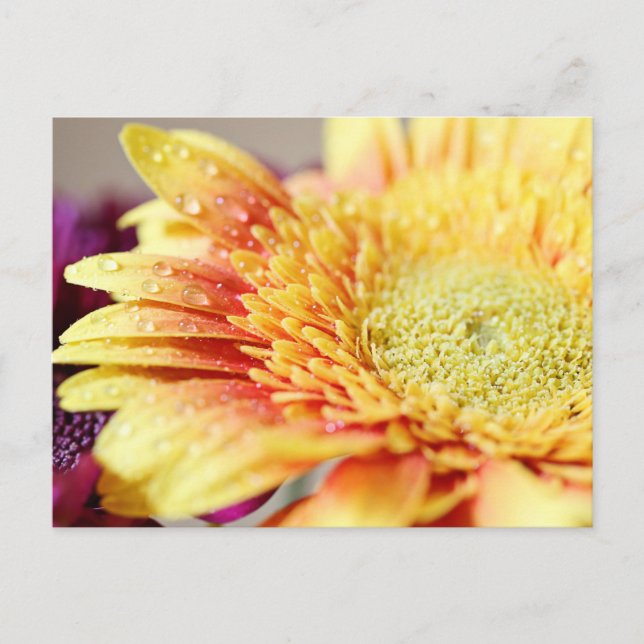 Yellow Flower And Droplets Postcard Postkarte (Vorderseite)