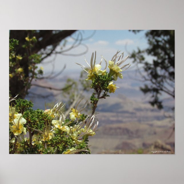 Yellow Flower at Grand Canyon Poster (Vorne)