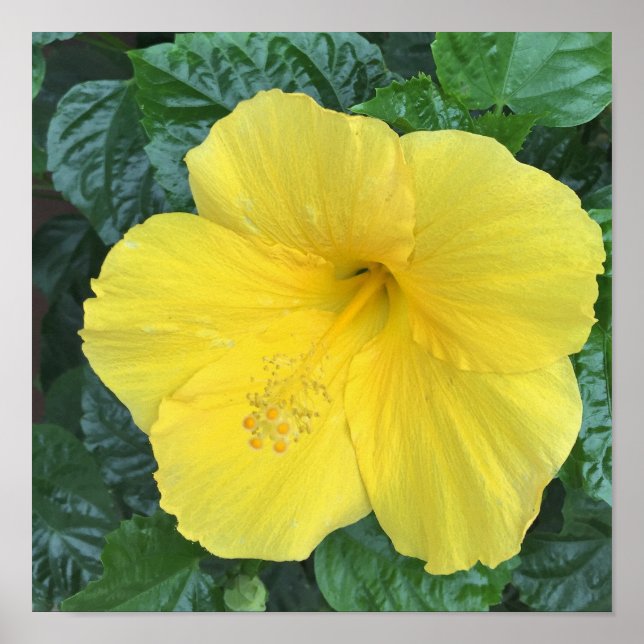 Yellow Flowers Photo Poster (Vorne)