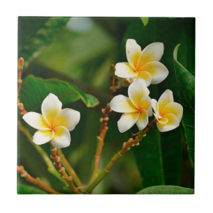 Yellow Frangipani Fliese