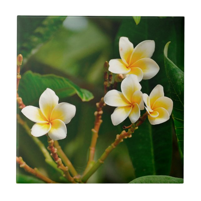 Yellow Frangipani Fliese (Vorderseite)