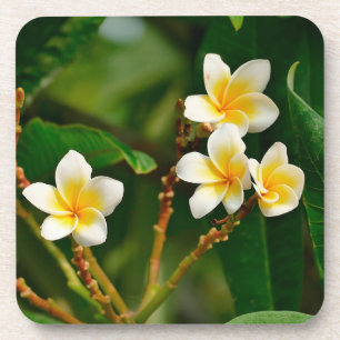 Yellow Frangipani Getränkeuntersetzer