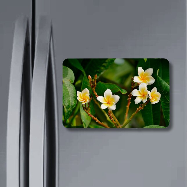 Yellow Frangipani Magnet (Von Creator hochgeladen)
