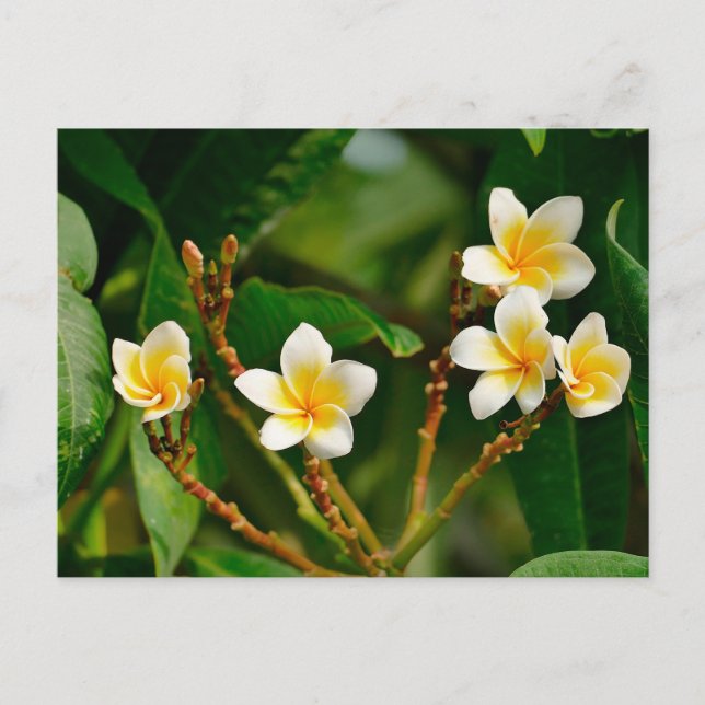Yellow Frangipani Postkarte (Vorderseite)
