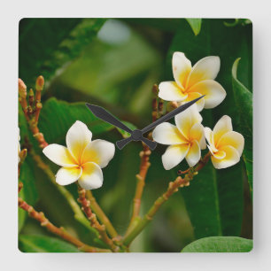 Yellow Frangipani Quadratische Wanduhr