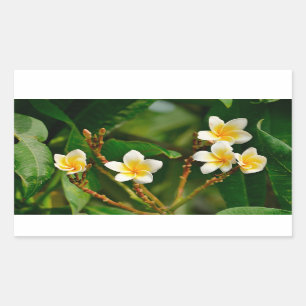 Yellow Frangipani Rechteckiger Aufkleber