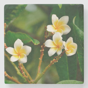 Yellow Frangipani Steinuntersetzer