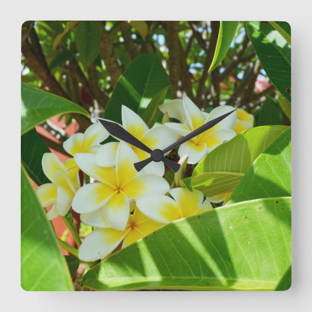 Yellow Frangipani Tree Quadratische Wanduhr (Vorderseite)