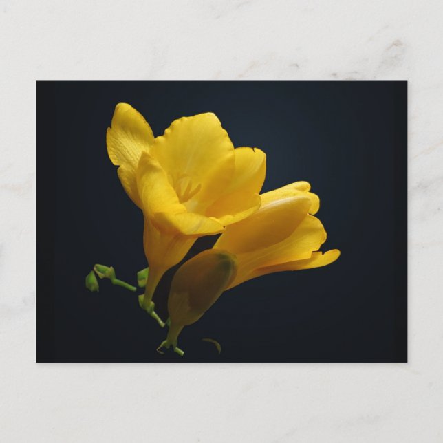 Yellow Freesia Blossoms Postkarte (Vorderseite)